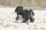 PETIT CHIEN LION 037